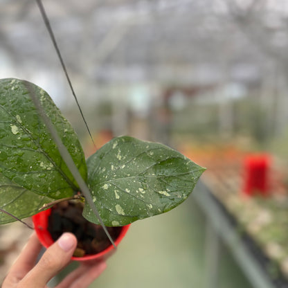 Hoya Sp Aceh Armadillo