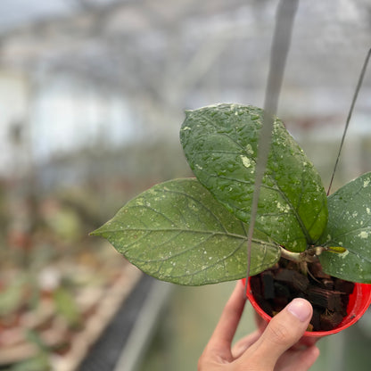 Hoya Sp Aceh Armadillo