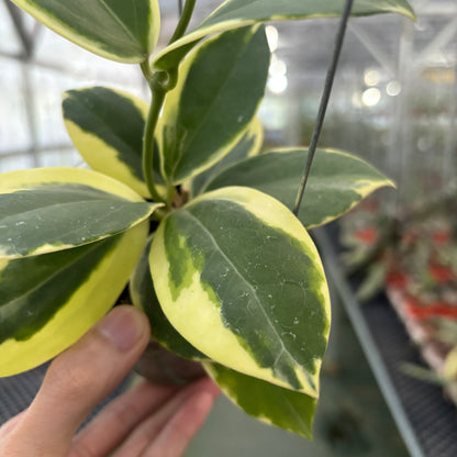 Hoya Verticillata Quang Ngai