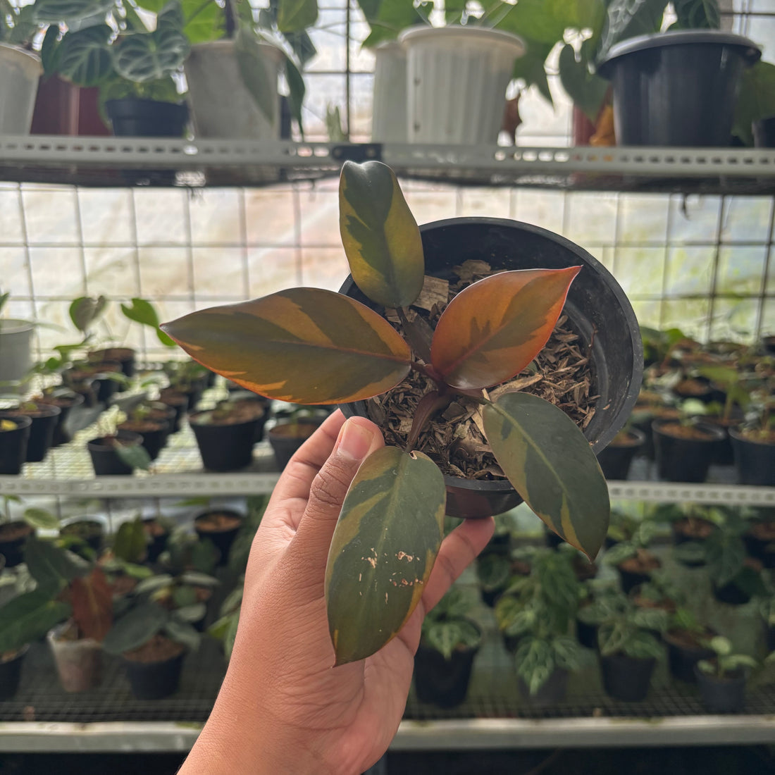RP40-2 Philodendron Black Cardinal Variegated