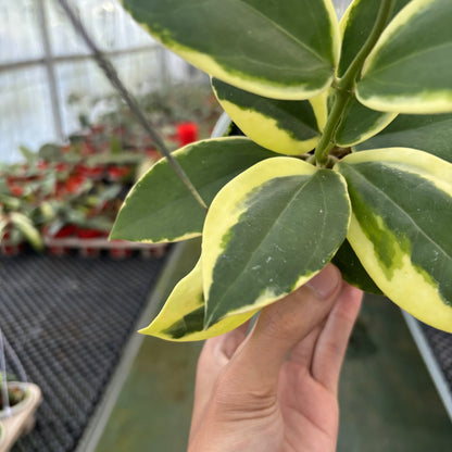 Hoya Verticillata Quang Ngai