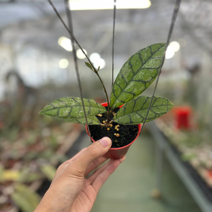 Hoya Calistophylla Splash