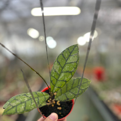 Hoya Calistophylla Splash
