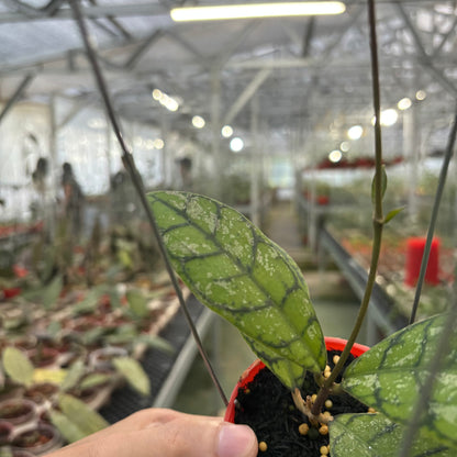 Hoya Calistophylla Splash