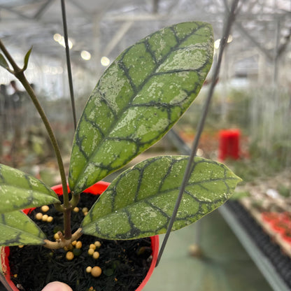 Hoya Calistophylla Splash