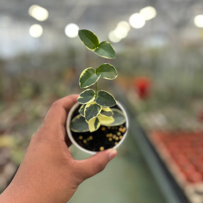 Hoya Cumingiana Albomarginata