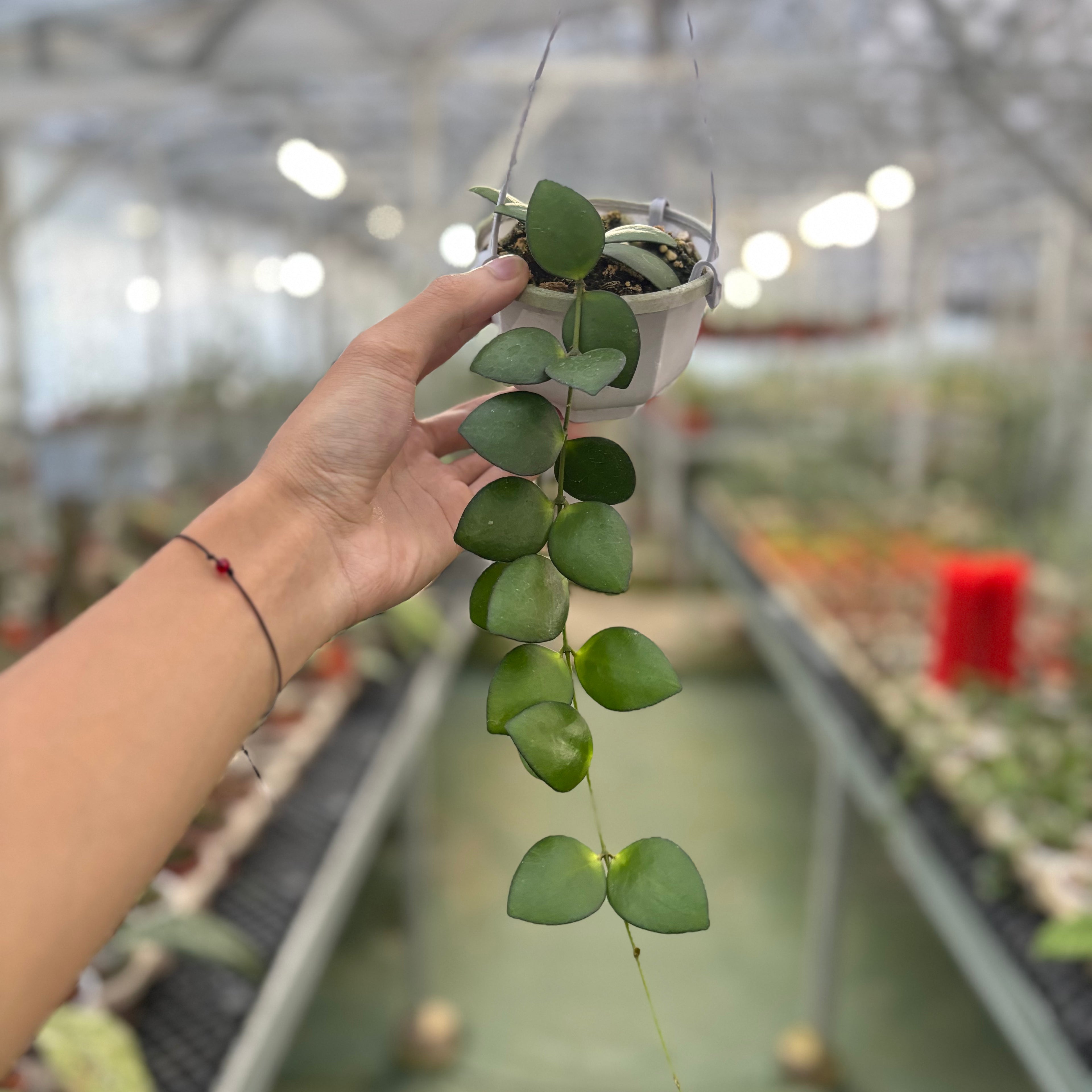 Hoya Palta Green