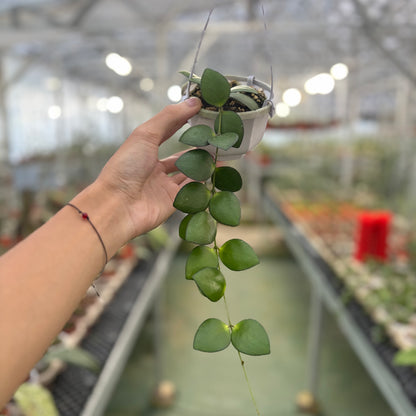 Hoya Palta Green