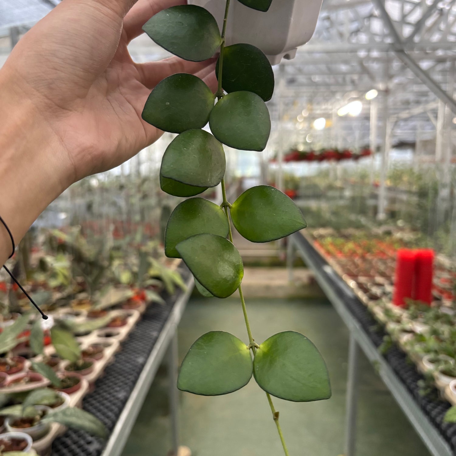 Hoya Palta Green