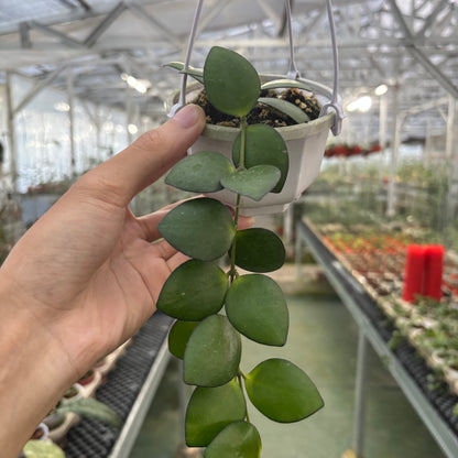 Hoya Palta Green