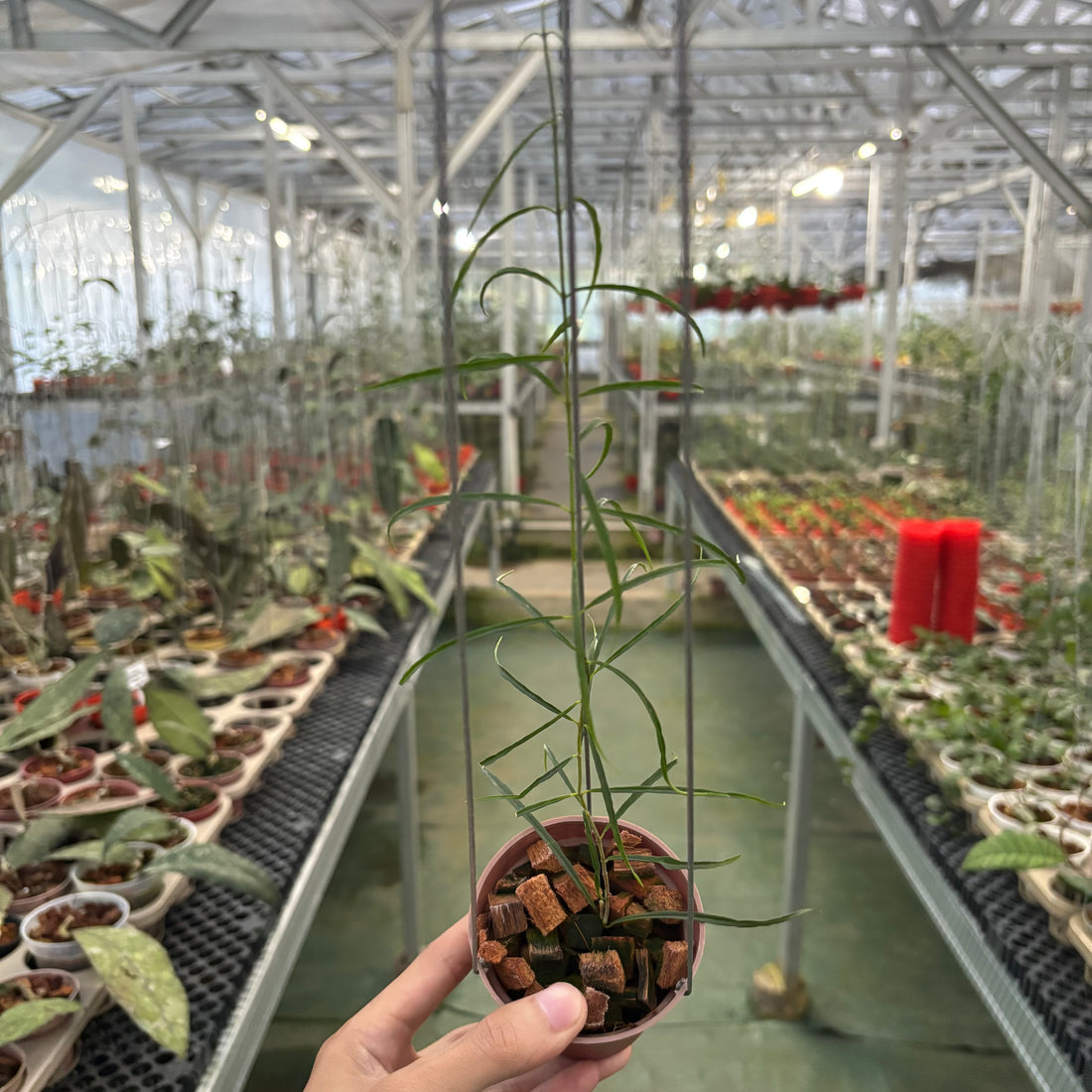 Hoya Stenophylla