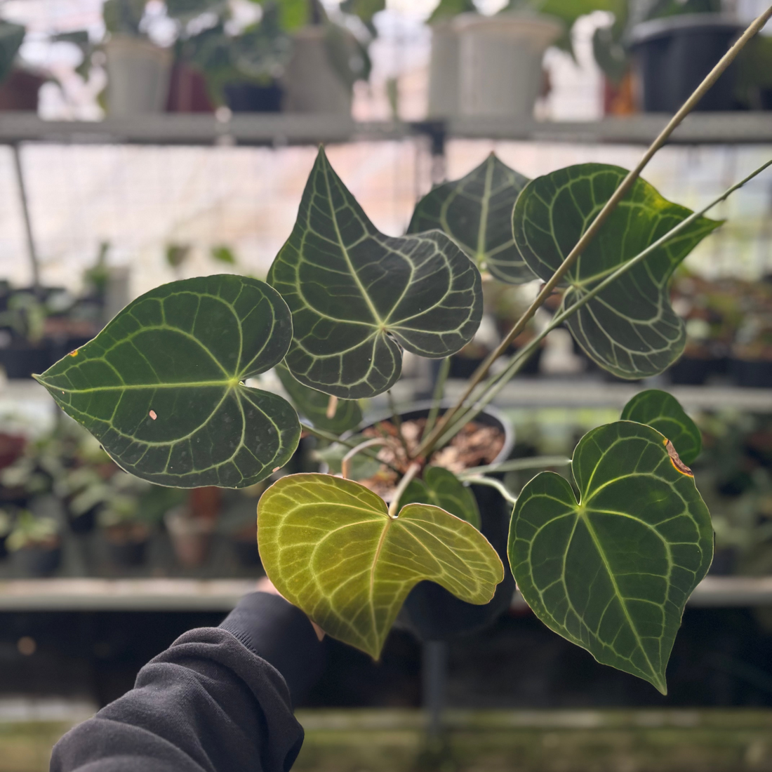 RP43-2 Anthurium Clarinervium Mature Size