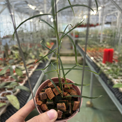 Hoya Stenophylla