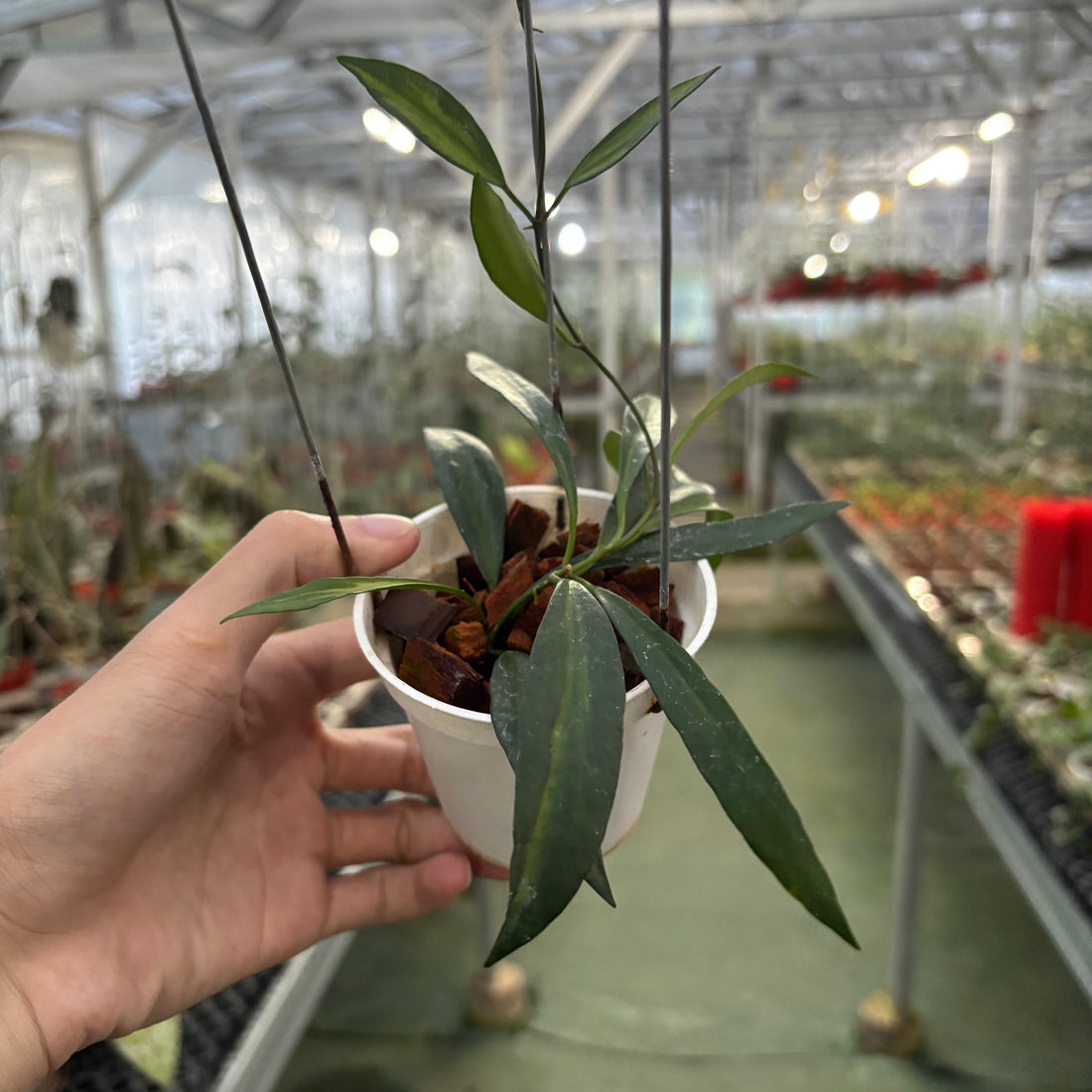 Hoya Tsangii Inner Variegated