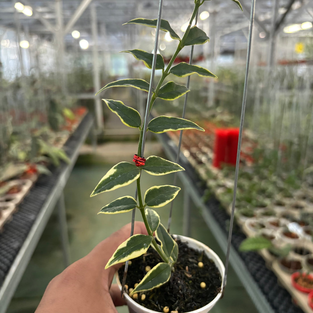 Hoya Bella Albomarginata