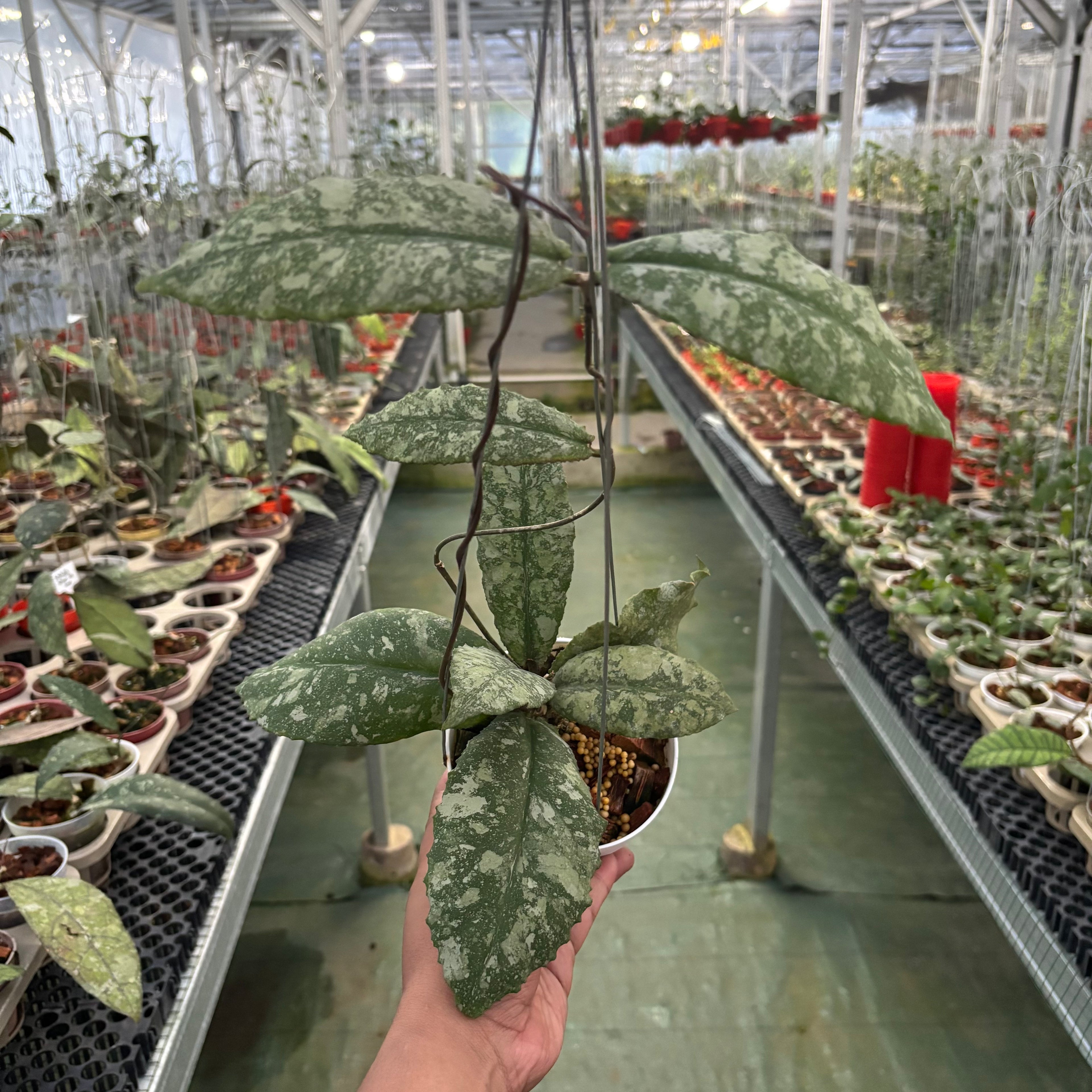 Hoya Undulata High Splash