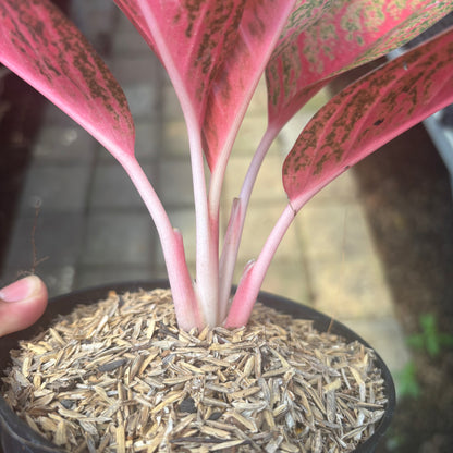 Aglaonema Kendedes