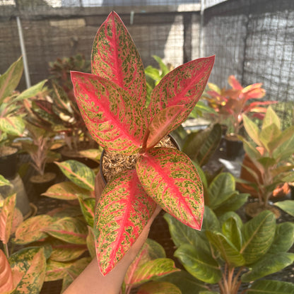 Aglaonema Kendedes