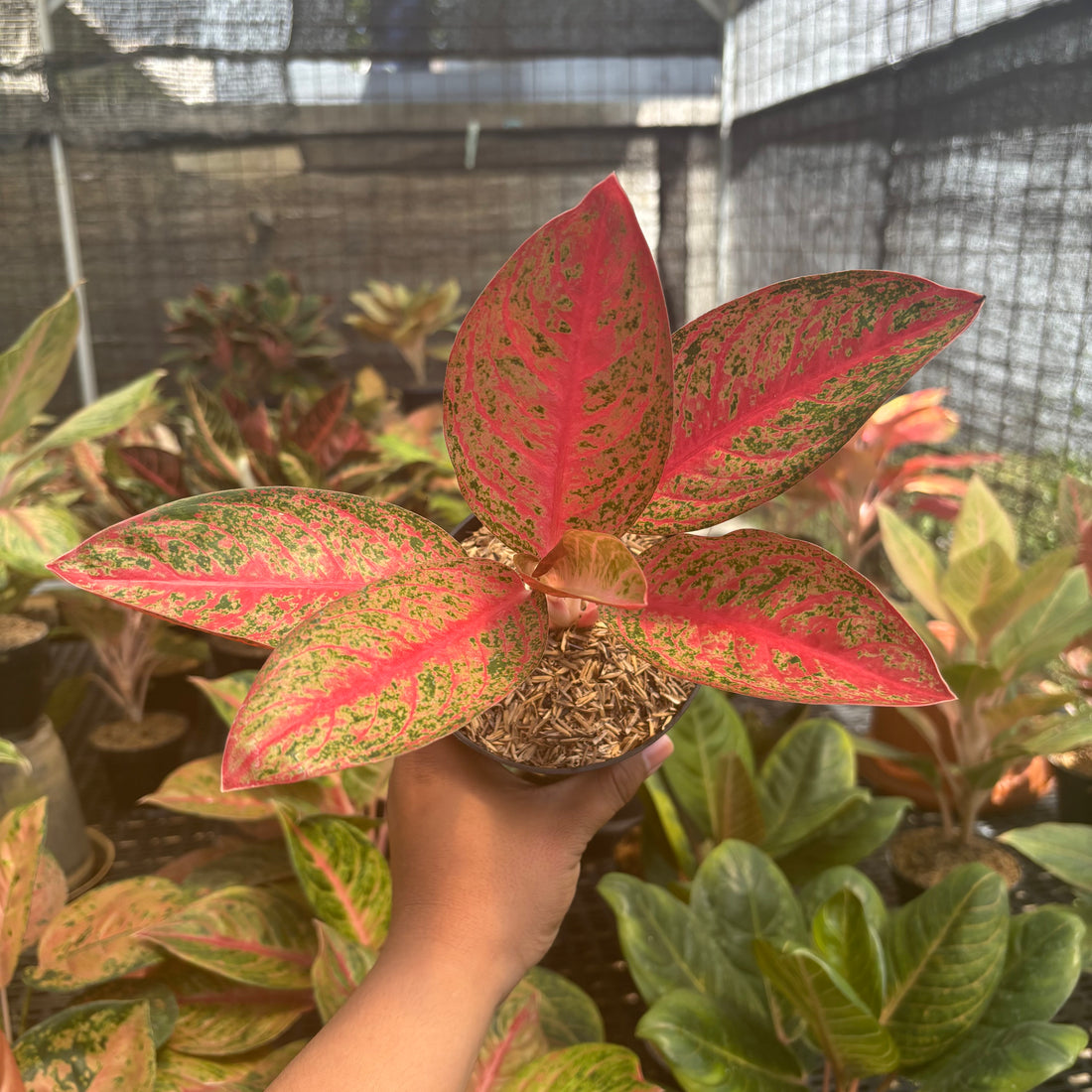 Aglaonema Kendedes