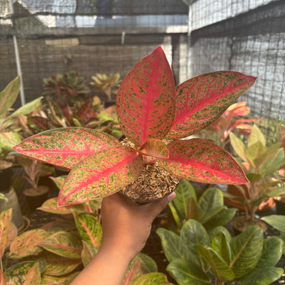 Aglaonema Kendedes