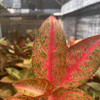 Aglaonema Kendedes