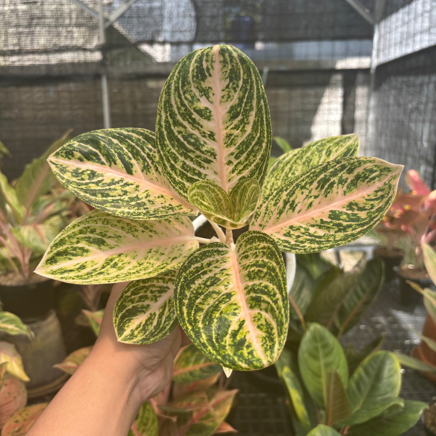 Aglaonema White Legacy