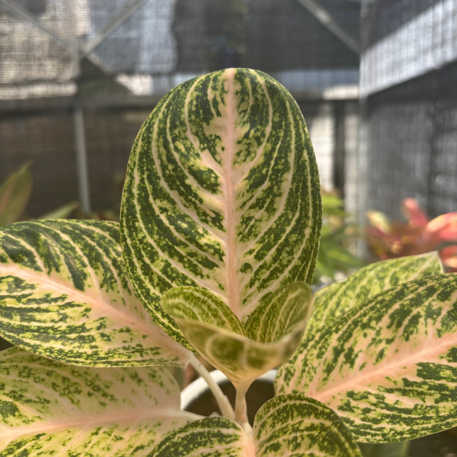 aglaonema bidadari putih Aglaonema White Legacy