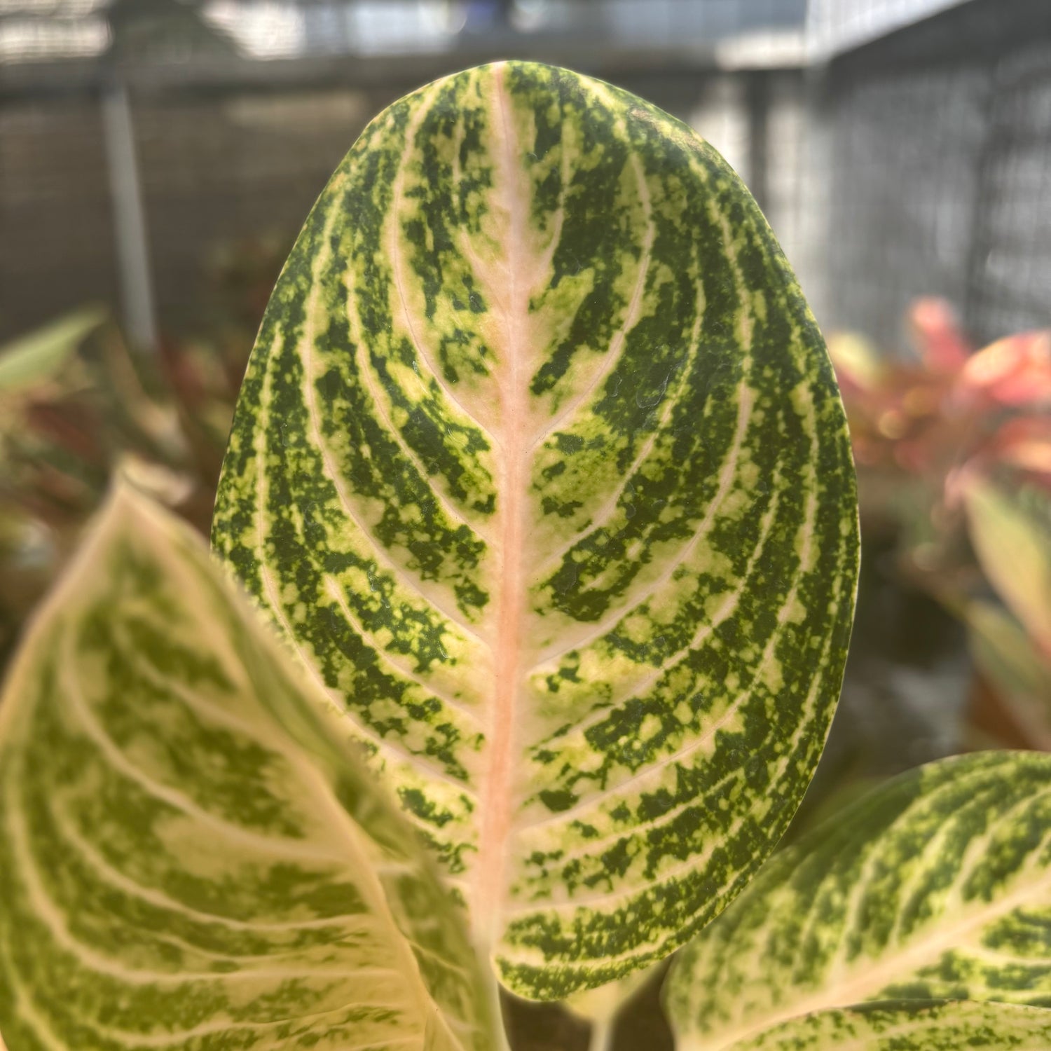 legacy aglaonema Aglaonema White Legacy