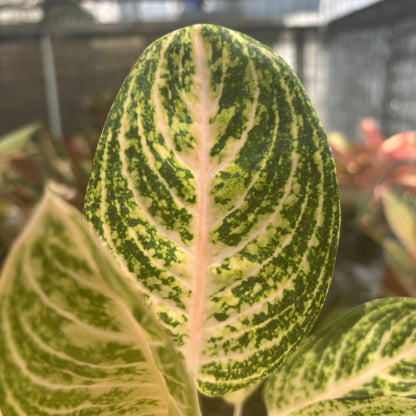 Aglaonema White Legacy