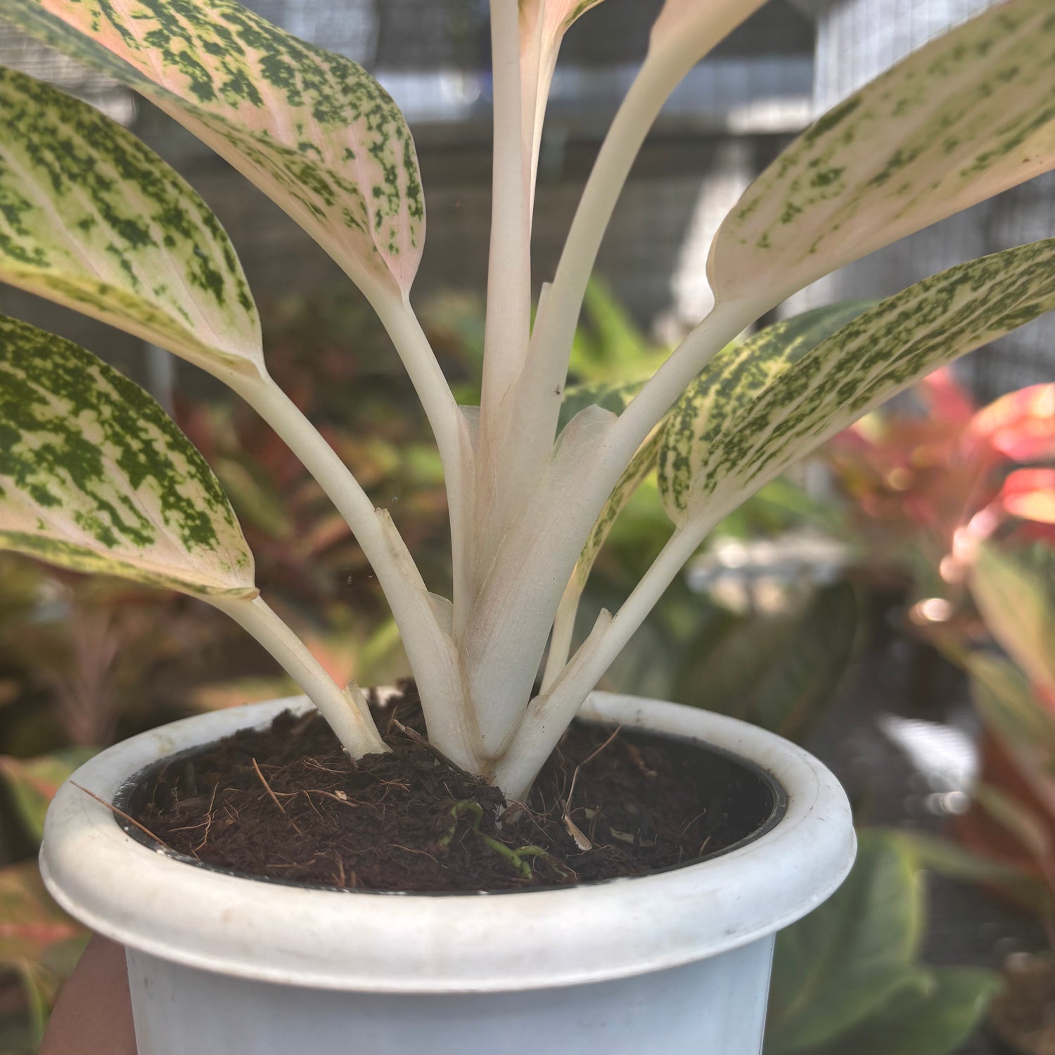 white legacy aglaonema Aglaonema White Legacy