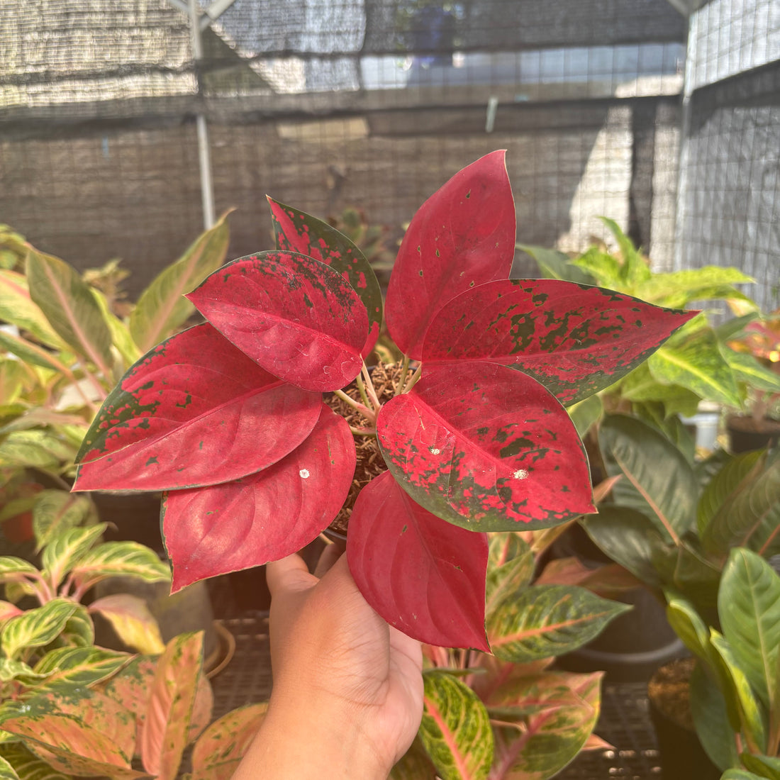 Aglaonema Kochin Superstar