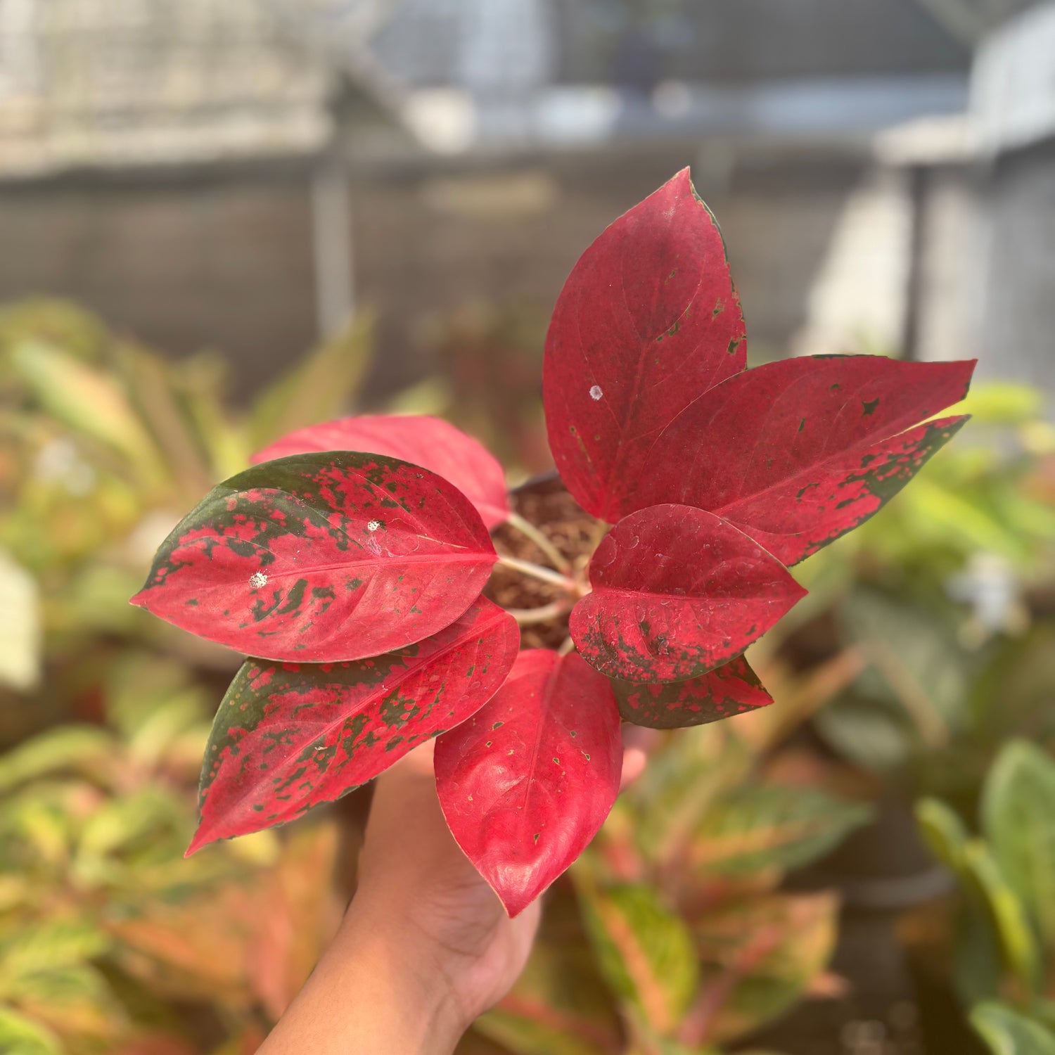 aglaonema cochinchinense Aglaonema Kochin Superstar – Greenspaces.id