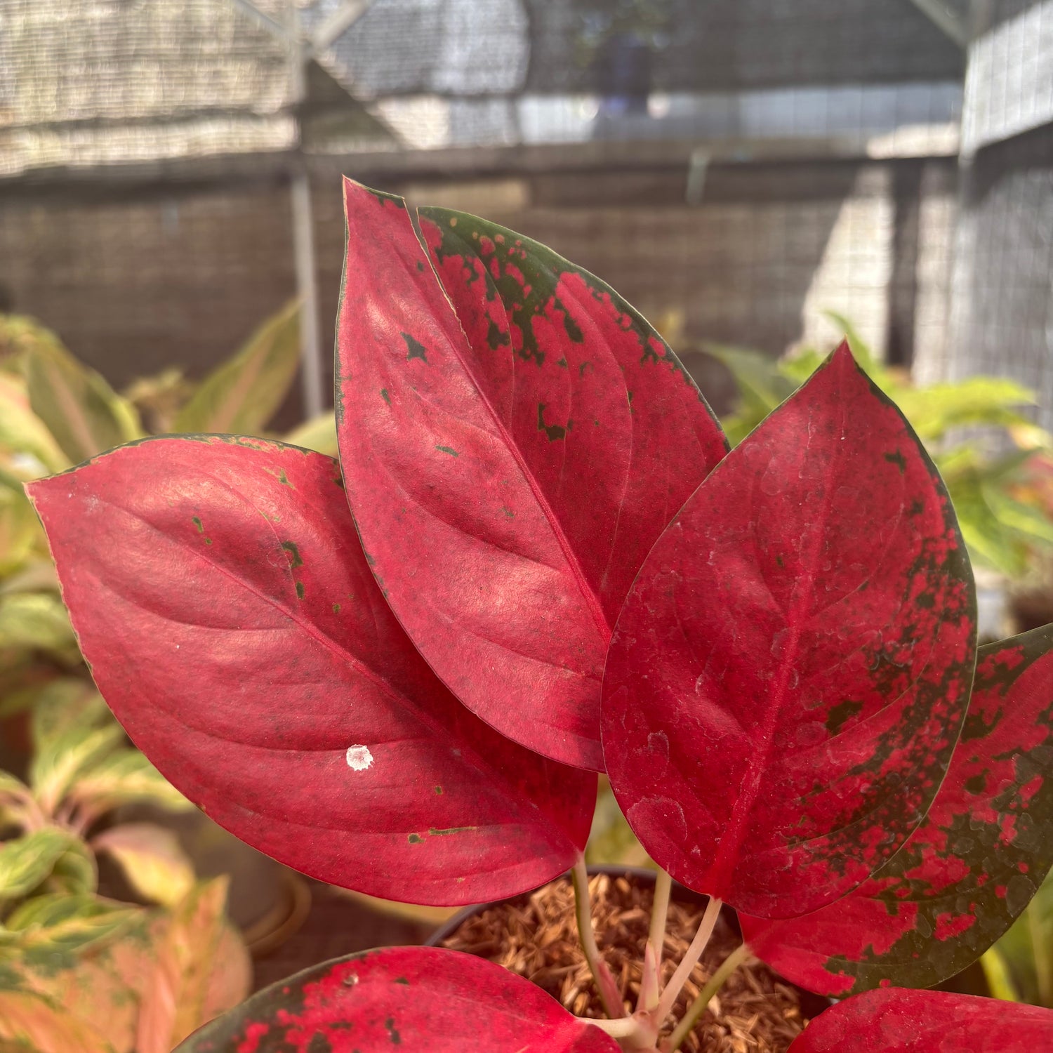 aglaonema kochin hybrid Aglaonema Kochin Superstar – Greenspaces.id