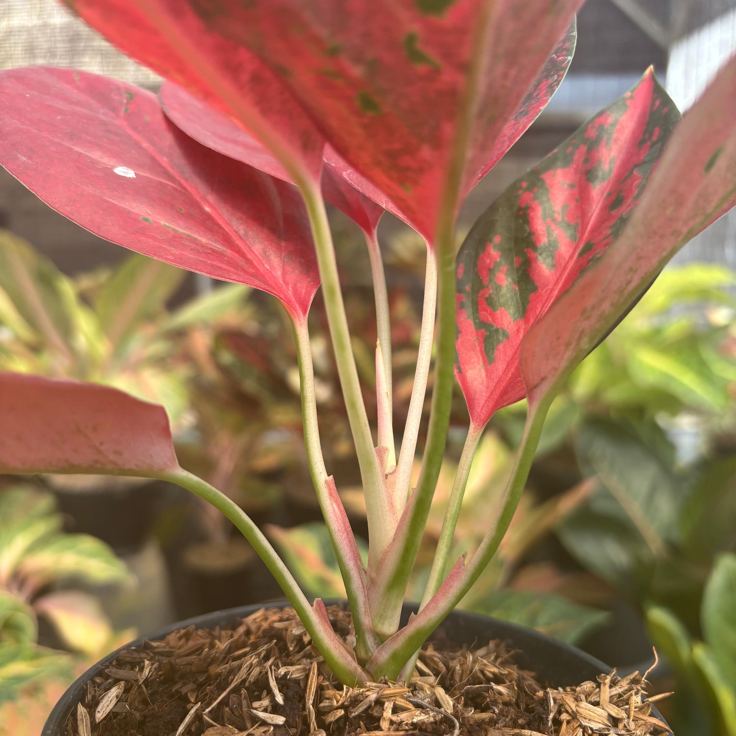 aglaonema kochin chameleon Aglaonema Kochin Superstar