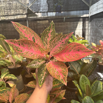 Aglaonema Tamara