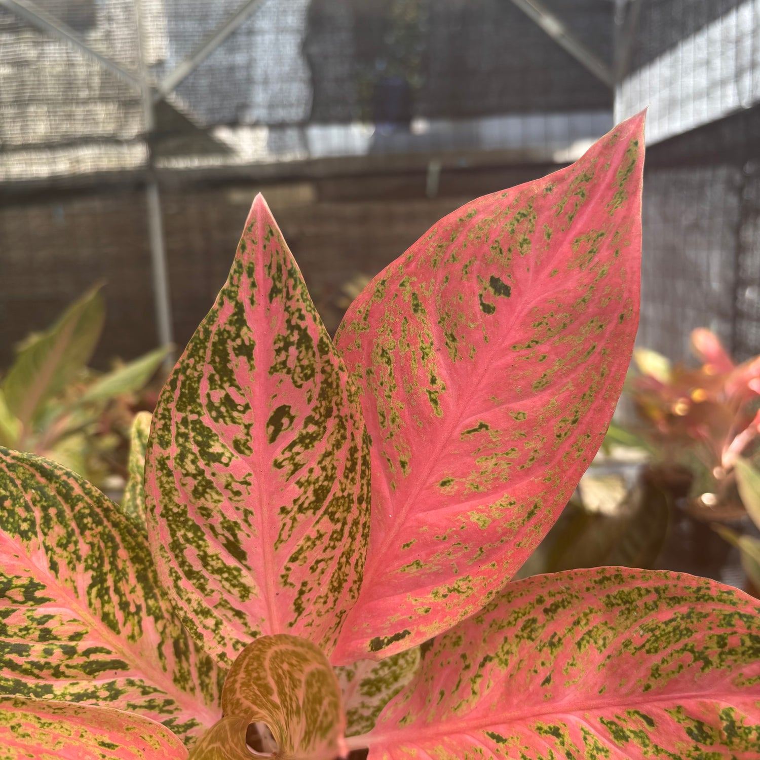 Aglaonema Tamara