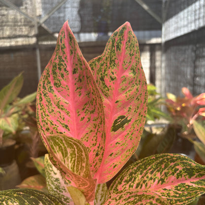Aglaonema Tamara