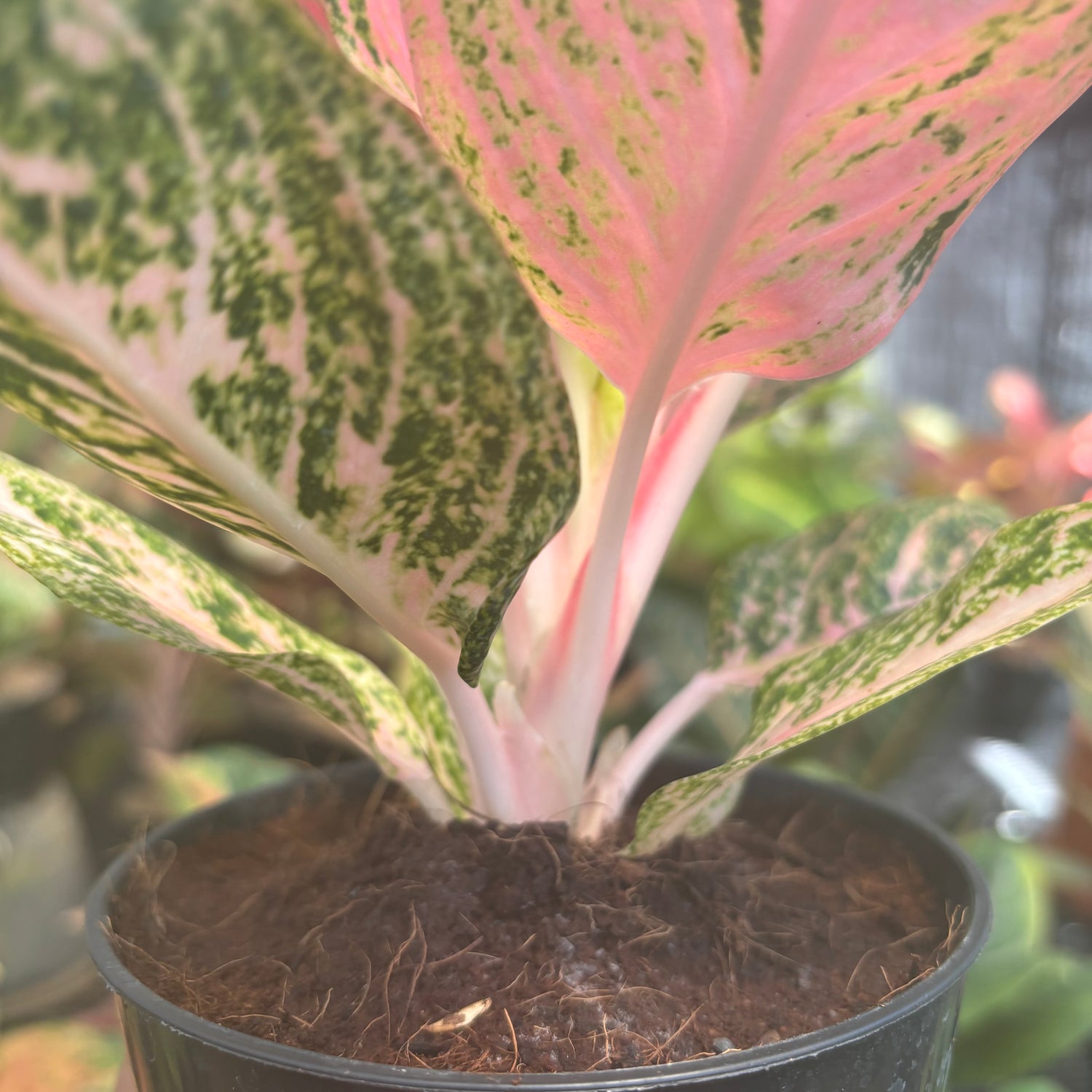 watermelon aglaonema Aglaonema Tamara