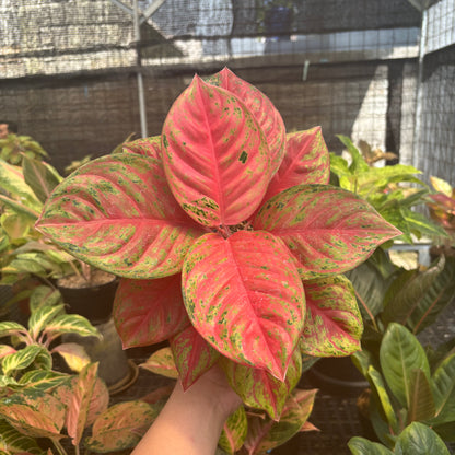 Aglaonema Super Red Treasure of Siam