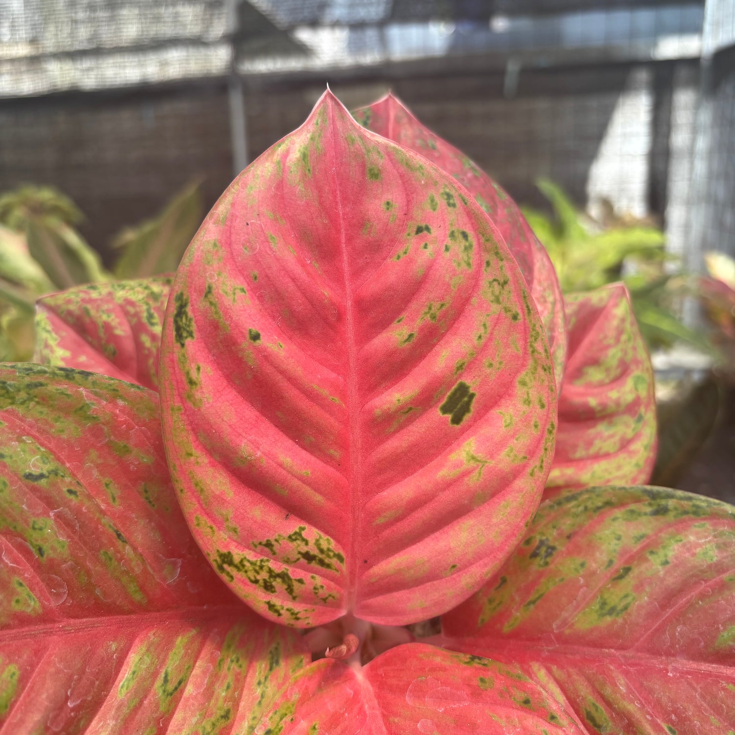 Aglaonema Super Red Treasure of Siam