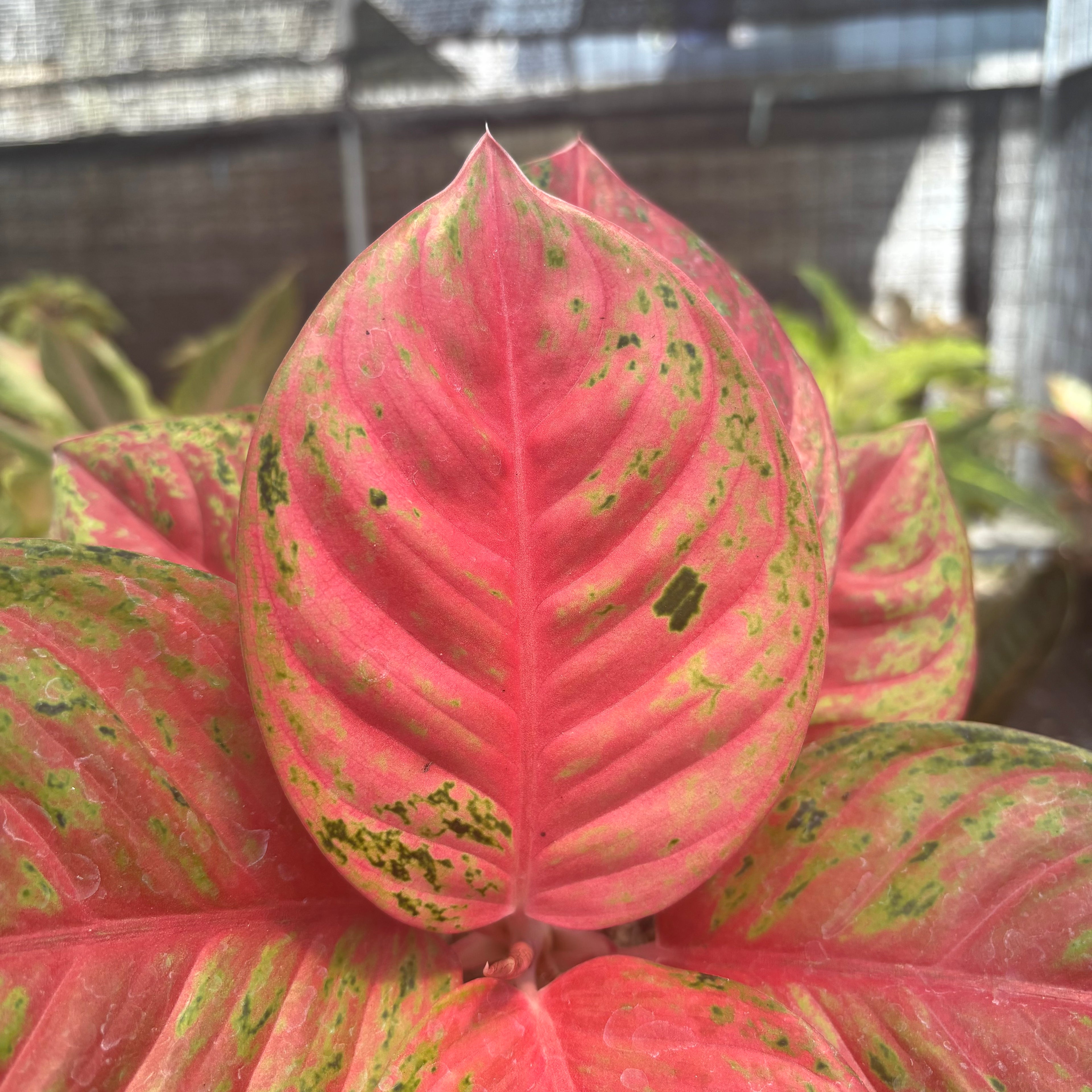 Aglaonema Super Red Treasure of Siam