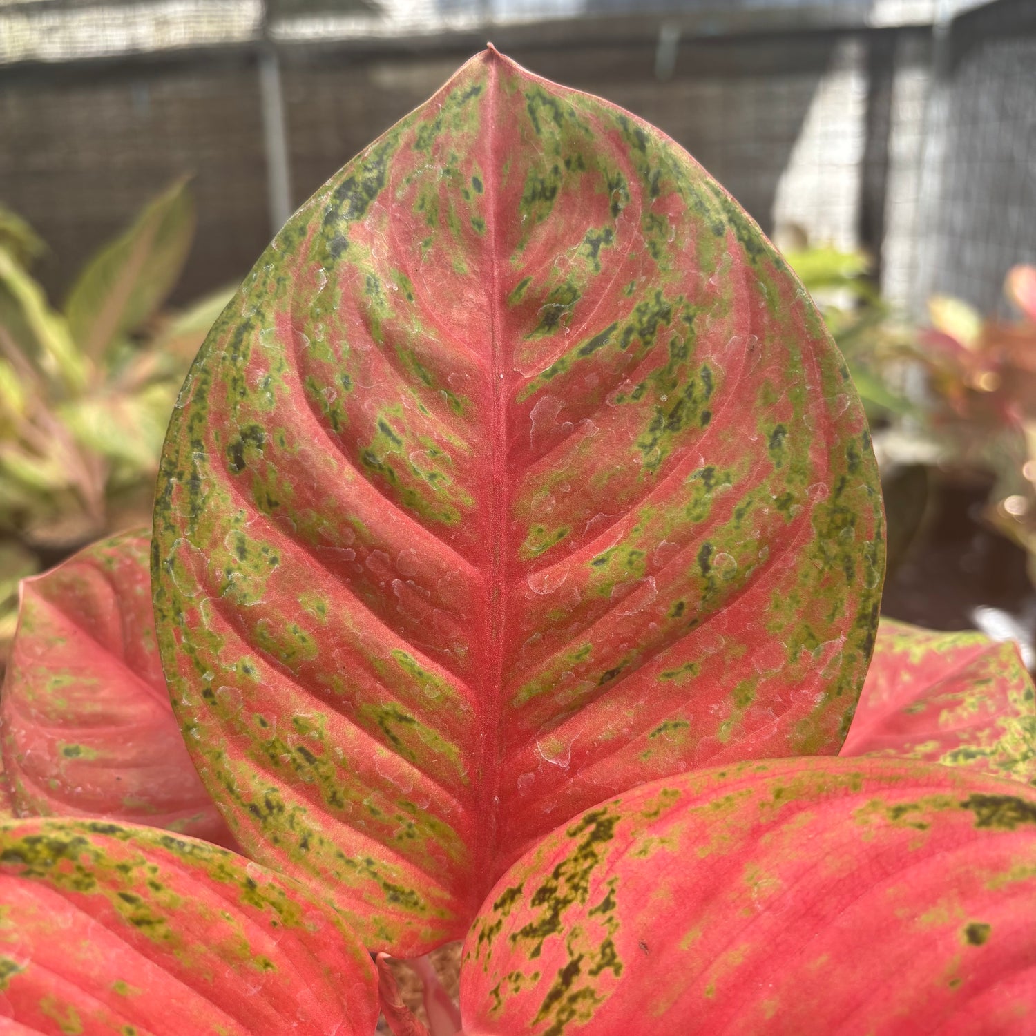 orange sombat aglaonema Aglaonema Super Red Treasure of Siam – Greenspaces.id