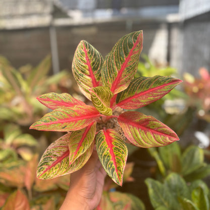 Aglaonema Nancy