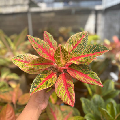 Aglaonema Nancy