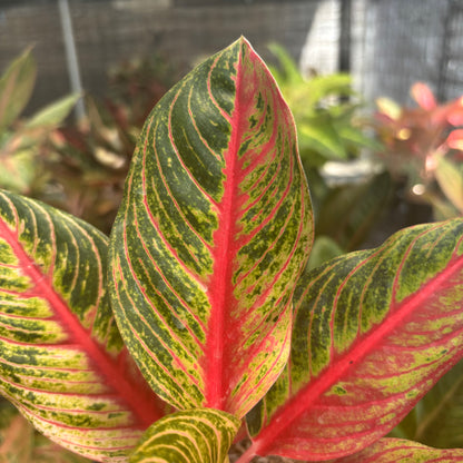 Aglaonema Nancy