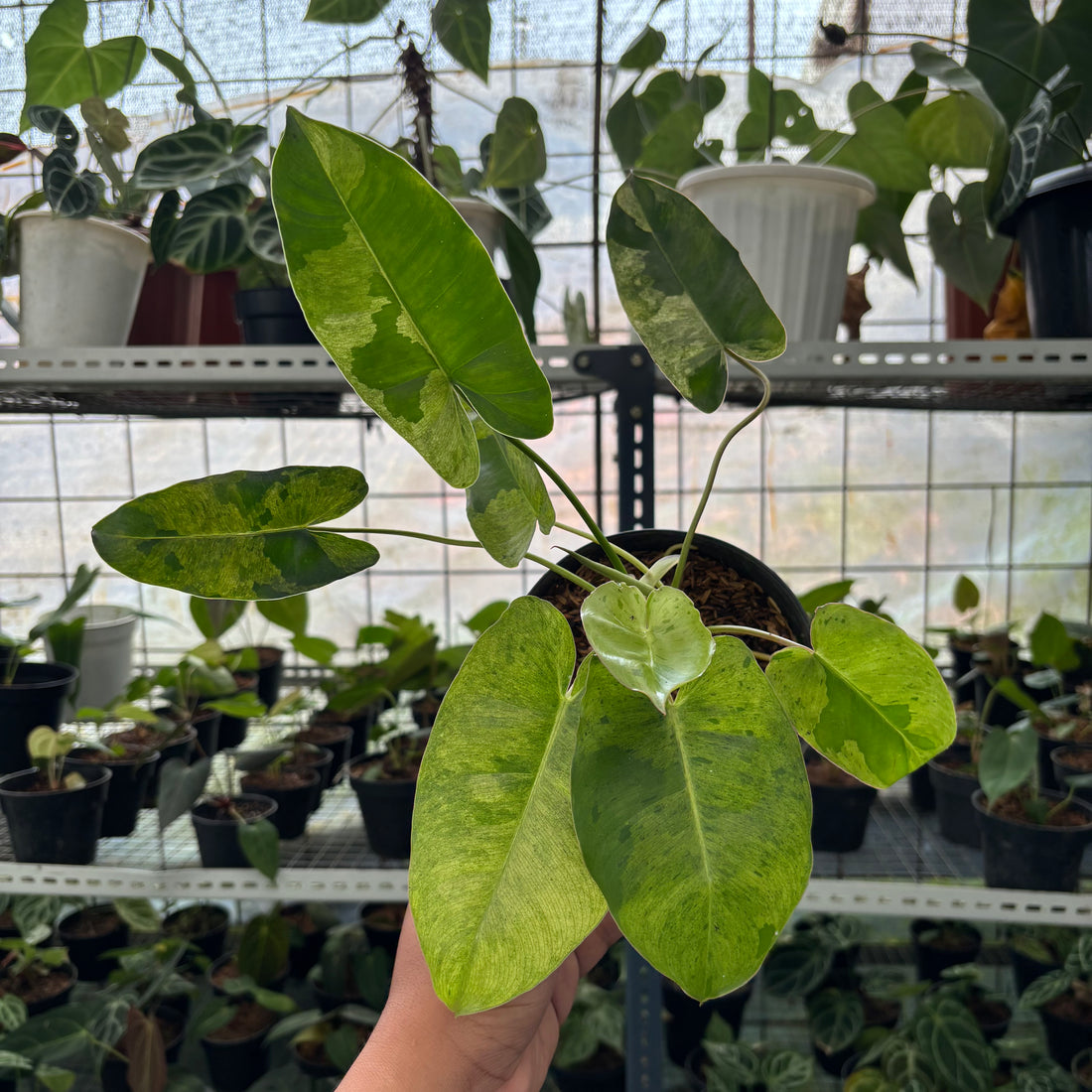 RP41-2 Philodendron Burlemarx Mint