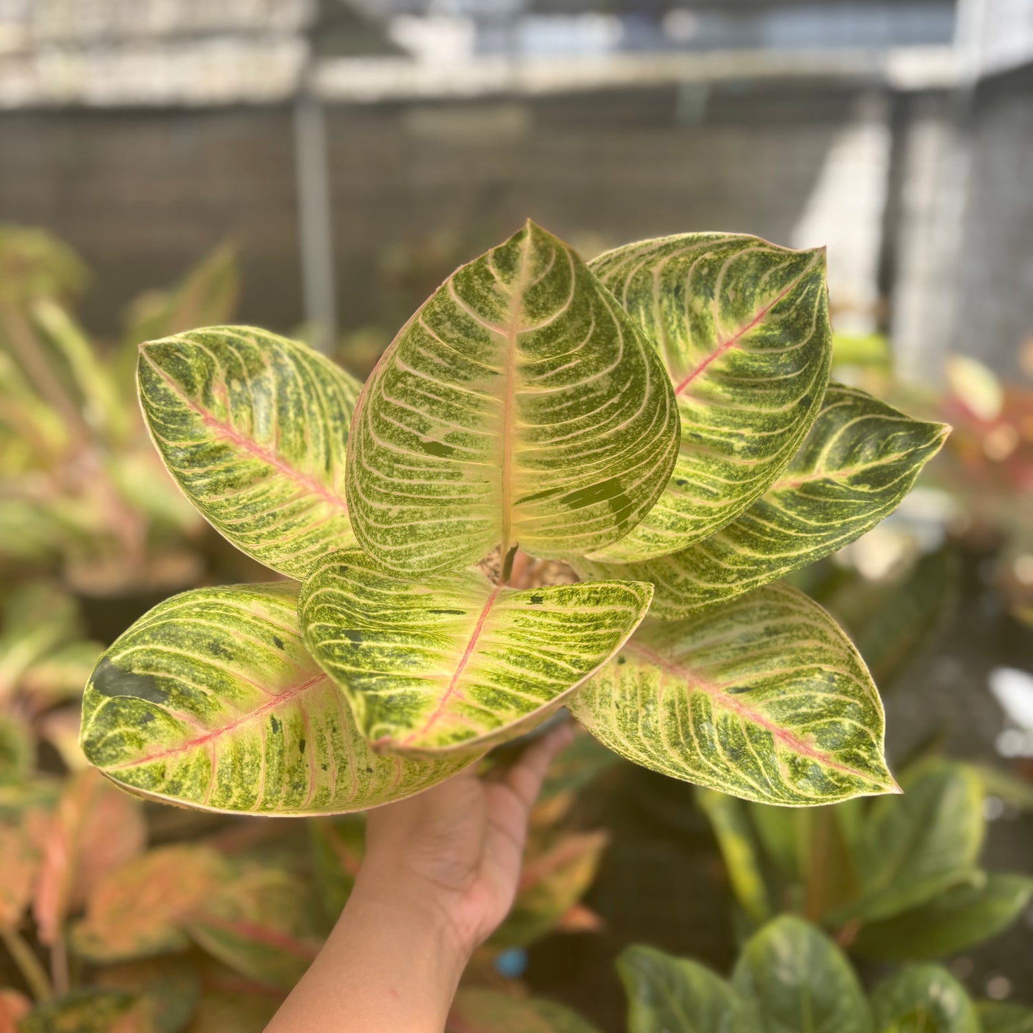 aglaonema hughes Aglaonema Moonlight