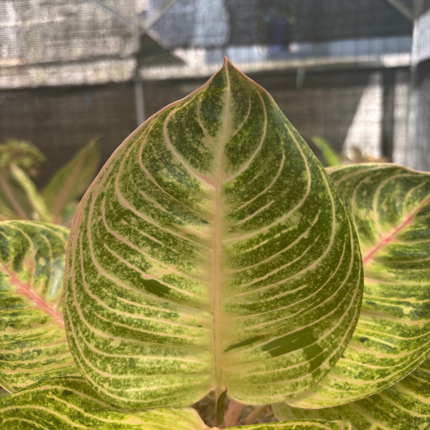 aglaonema moonshine Aglaonema Moonlight