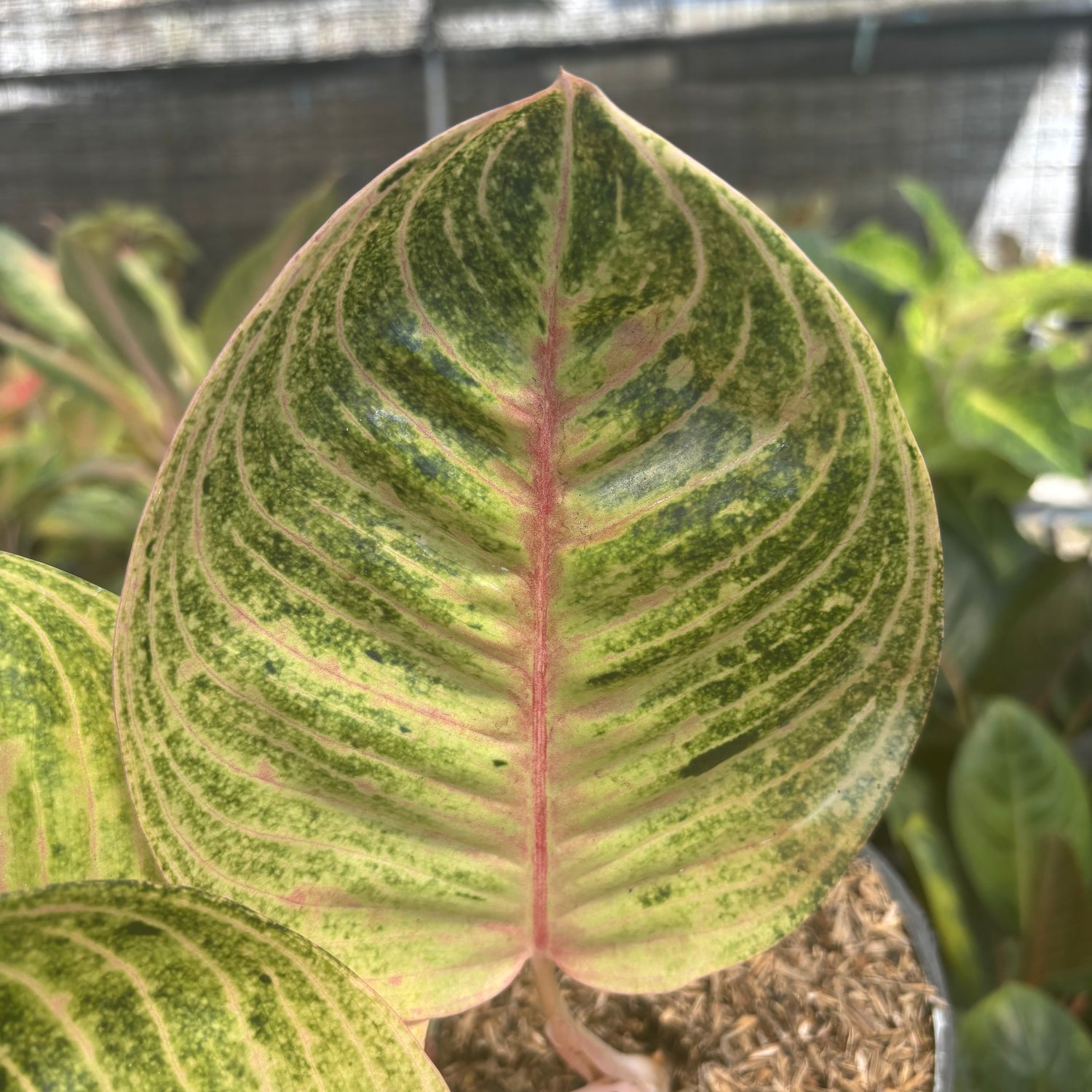 aglaonema moonlight Aglaonema Moonlight – Greenspaces.id