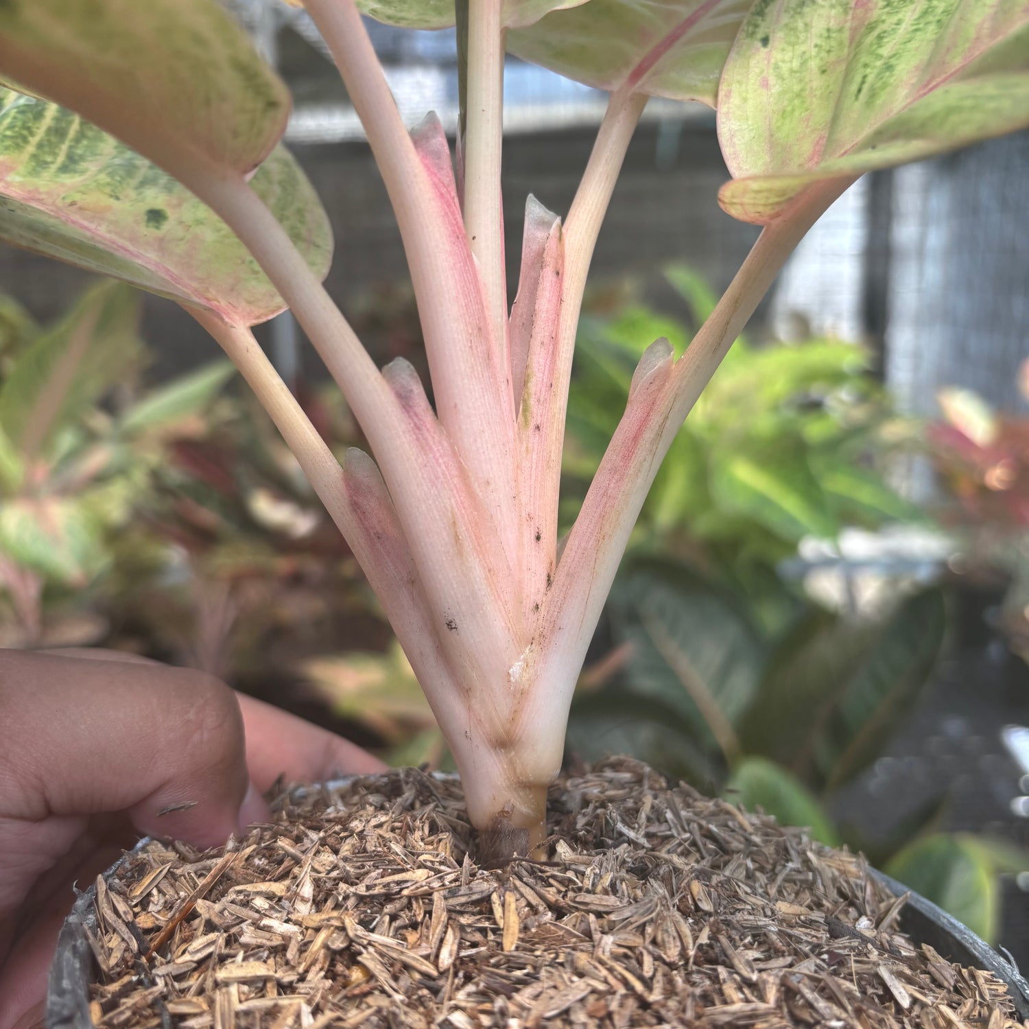 aglaonema mond Aglaonema Moonlight – Greenspaces.id